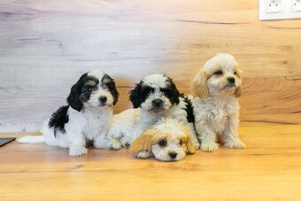 Maltipoo štěňátka - 3