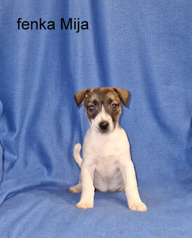 Jack russell terier - 3