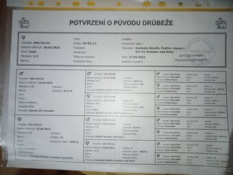 Prodám husy české - skupina - 3