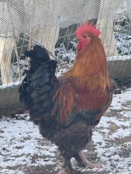 🐓 Prodáváme krásné mladé kohoutky - 3