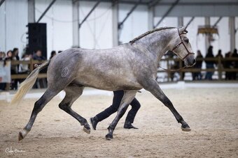 Nadějný Lusitano hřebec - 3
