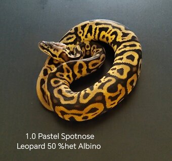 Krajta královská ♀️♂️ - 3