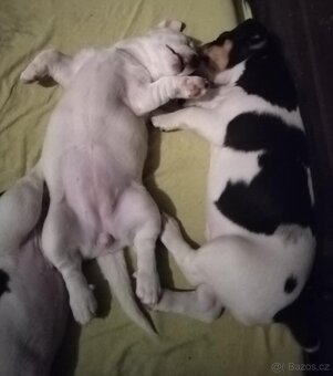 Štěňátko - fenka JACK RUSSELL teriér k odběru IHNED - 3