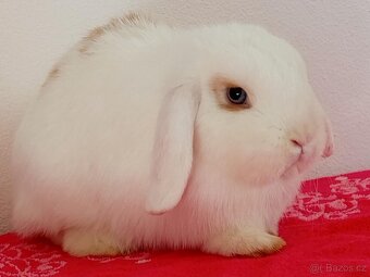 Samička Zakrslý Beránek MiniLop ❤️🍀 - 3