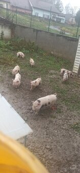 Kanec Kune -kune - 3