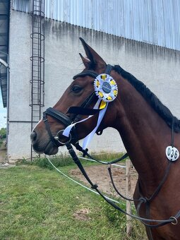 Nadějná kobylka do sportu (Quaid x Aristo Z) - 3