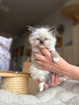 Ragdoll kotě s PP / Ragdoll s PP - 3