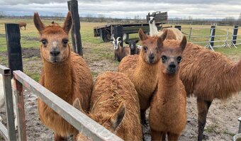 Lama krotká, alpaka - 3