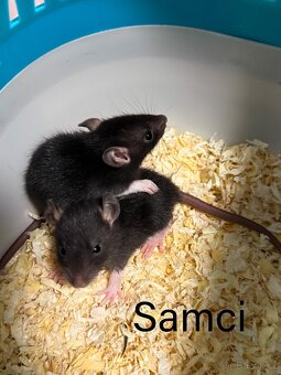 Domací potkan - 3
