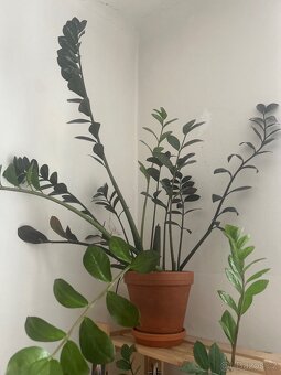 Zamioculcas zamiifolia zamiokulkas pokojovka - 3