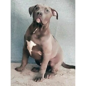 American bully xl - 3