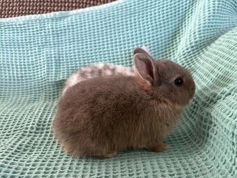Králíček zakrslý - 3