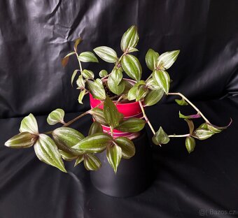 SLEVA⤵️Tradescantia zebrina voděnka - 3