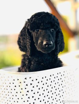 Pudl velký královský s PP - 3