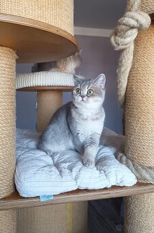 Koťátka britské kočky s PP - 3