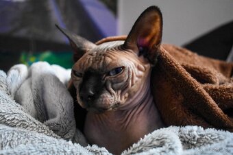 Kanadsky sphynx Balthazar - 3