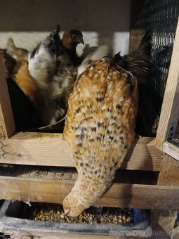 Dominant, slepice, kuřice - 3