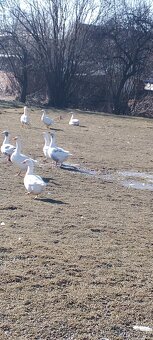 Vejce do líhně - 3