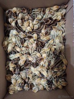 Násadová vajíčka-křepelky - 3