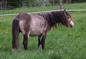 Krásný pony - 3