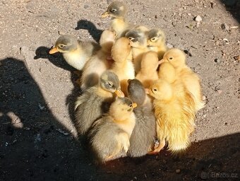 Káčata mix ze dvorku (pekingská x saská) - 3