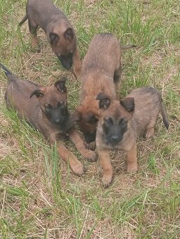 BELGICKÝ OVČÁK- MALINOIS - 3