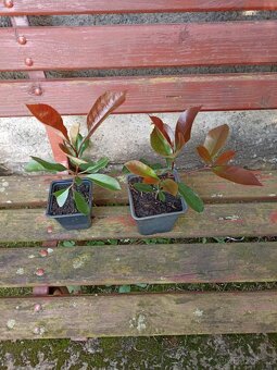 Blýskalka - Photinia fraseri - Red Robin - 3