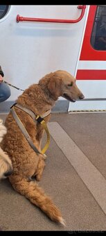 Labradoodle - 3
