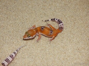 Gekončík noční (Eublepharis macularius) - 3