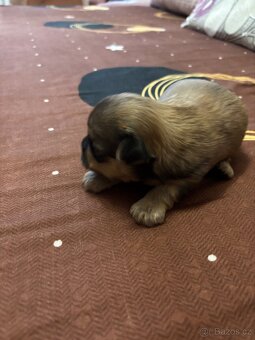 Štěňátka JORKŠÍR@GRIFONKA - 3