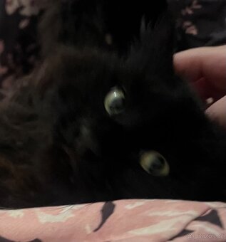 Mainská Mývalí - kluk - 3