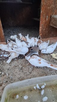 Hrdličky, Hrdlička chechtavá, - 3