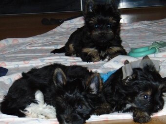 jorksirky terier - 3