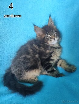 Mainská mývali bez PP - 3