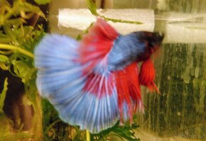 Betta Splendens velké ryby, poctivě krmené - 3