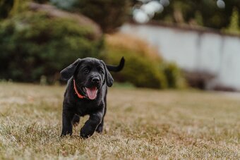 Field Trial Labrador Retriever - 3