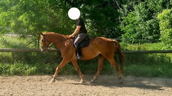 Prodám 11 leteho valacha furioso s pp - 3