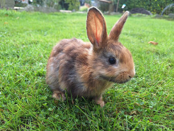 Prodám zakrslé králíky - 3