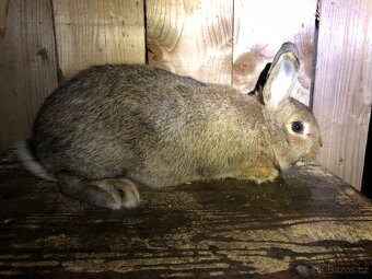 Stříbřitý malý černý a divoce zbarvený - 3