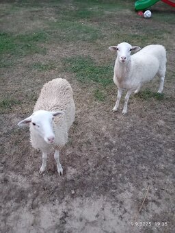 Prodám Ovečku a beránka - 3