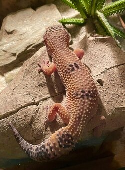 Gekončík noční - 3