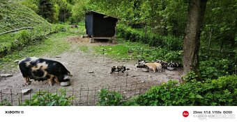 Kun Kune - 3