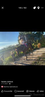 Prodám valacha Qh/A1/1 - 3