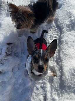 Kříženec Jack Russell x čivava - 3