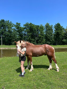 Prodáme valáška welsh pony of cob type, sekce C - 3