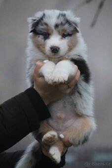 Australských ovčák s PP - 3