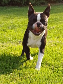 Bostonský teriér s PP - 3