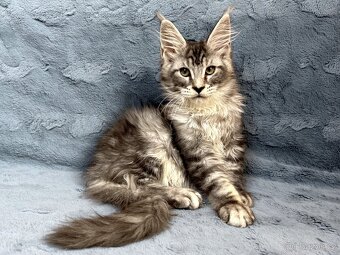 Kocourek s PP - Mainská mývalí - 3