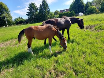 Dvouletý hřebec Qh/Appaloosa - 3