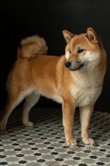 SHIBA INU štěňata s PP/FCI - 3